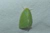 Bena bicolorana